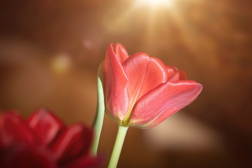 tulip  red  flower