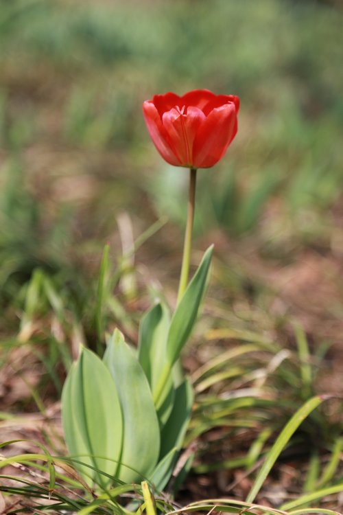 tulip  flowers  bud