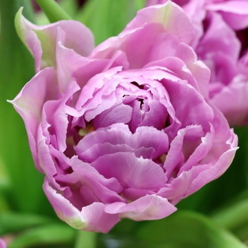 tulip  lilac  spring