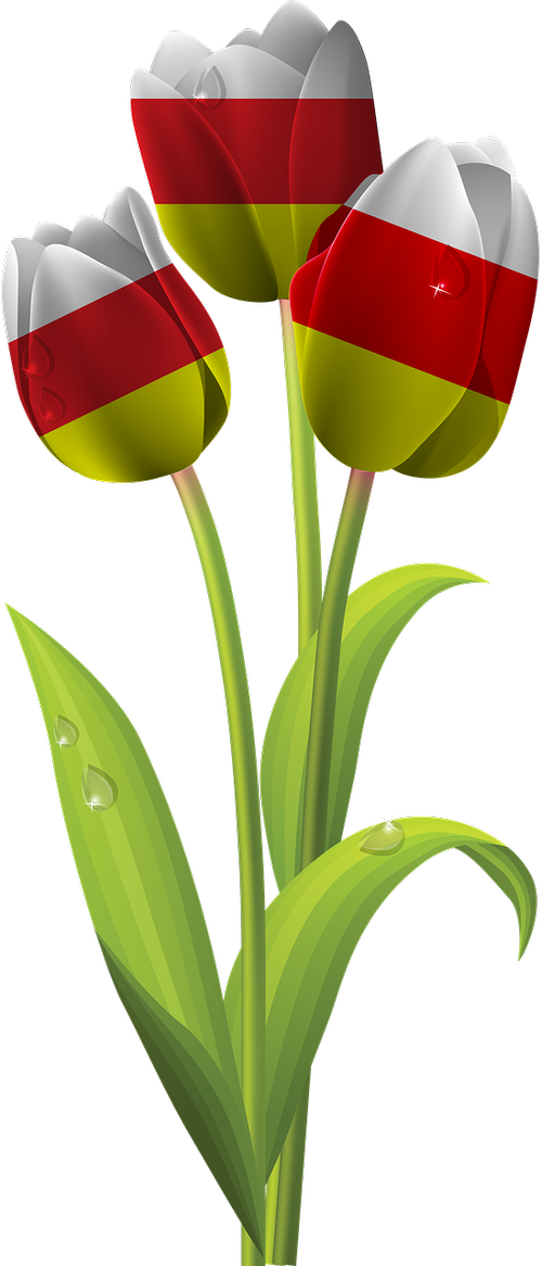 tulip  iran  tajikistan