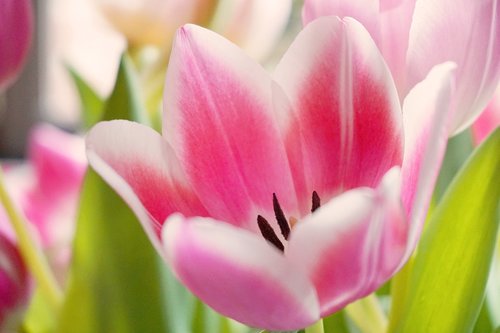tulip  flower  tulips