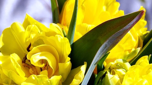 tulip  yellow  blossom