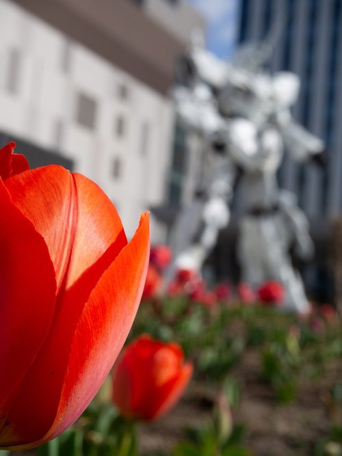 tulip  spring  flowers