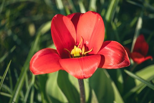 tulip  flower  plant
