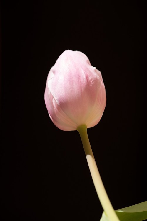 tulip  pink  flower