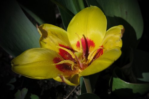 tulip  purchase manniana tulip  stresa