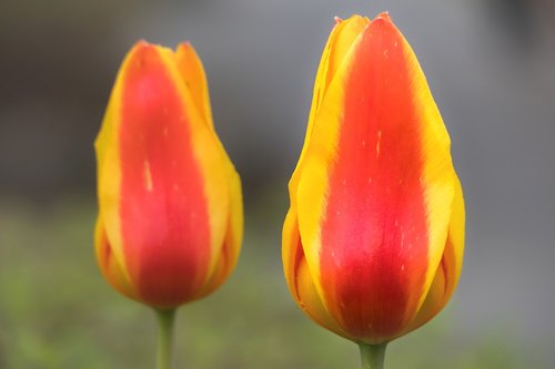 tulip  calyx  blossom