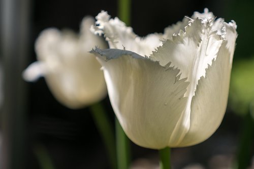 tulip  white  spring