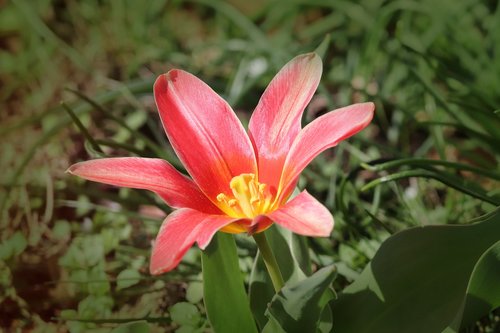 tulip  tulipa  schnittblume