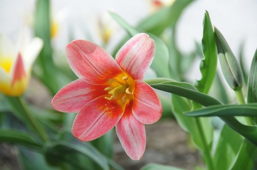 tulip  flower  red
