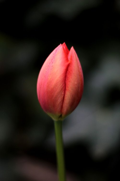 tulip  red  simplicity