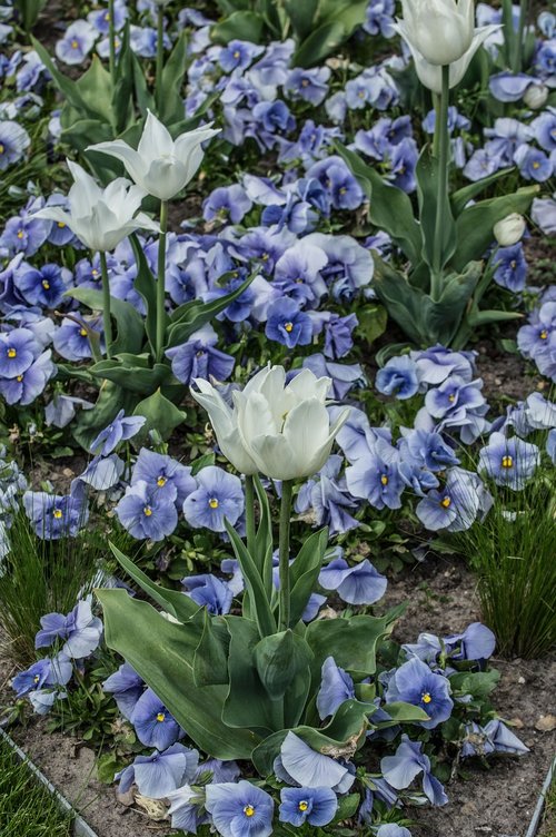 tulip  flower  plant