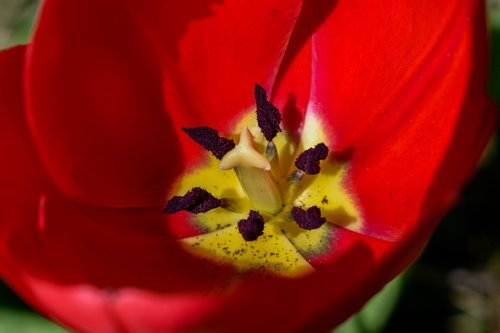 tulip  flower  red