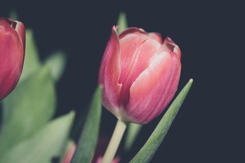 tulip  flower  blossom