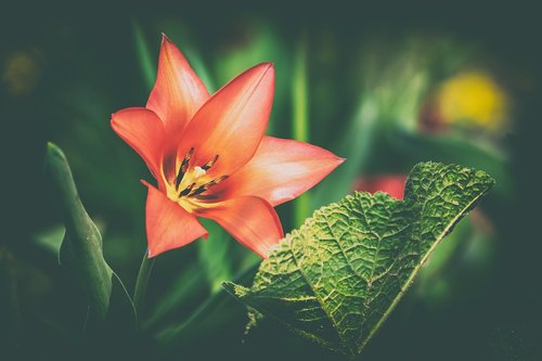 tulip  red  red tulip