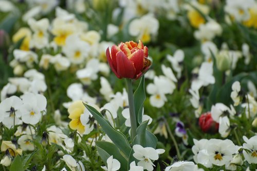 tulip  garden  spring