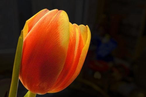 tulip  blossom  bloom