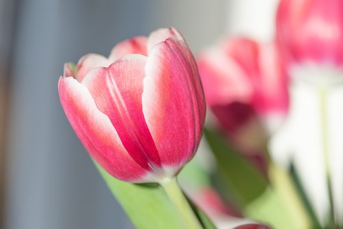 tulip  flower  pink flower