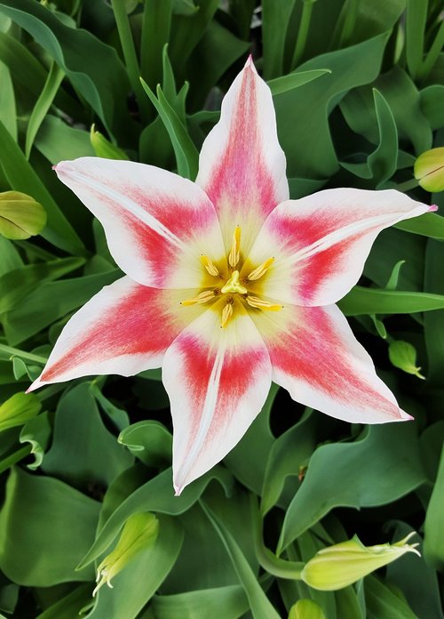 tulip  tulips  flower
