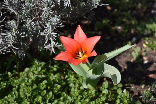 tulip  garden  spring