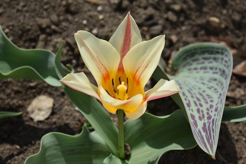 tulip  garden  flower