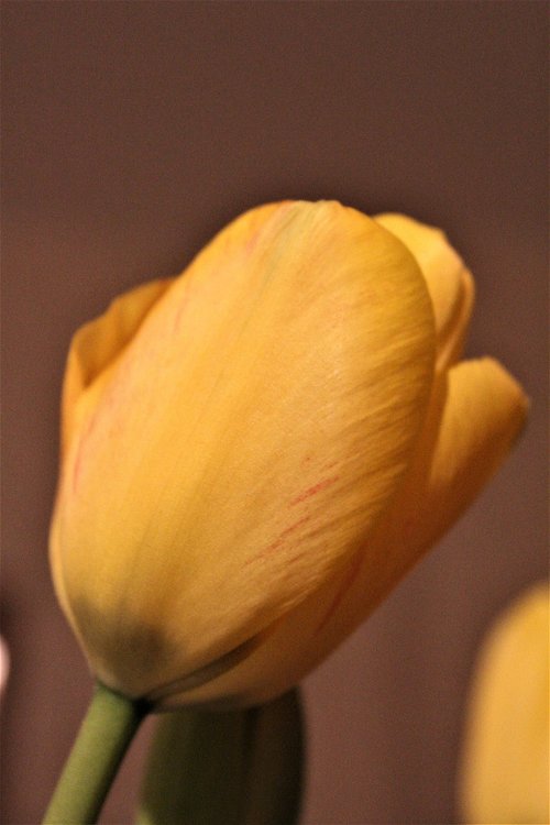 tulip  yellow  blossom