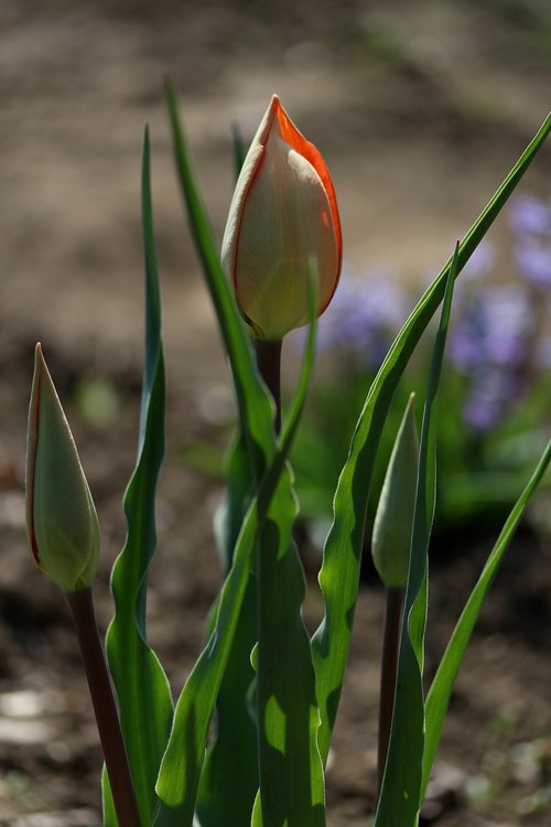 tulip  red  freshman