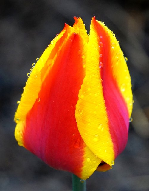 tulip  blossom  bloom