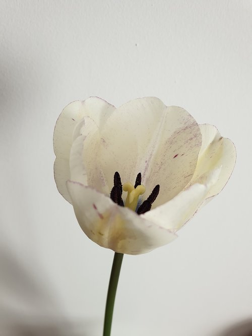 tulip  flower  white