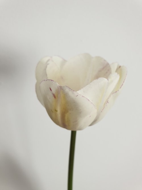 tulip  flower  white