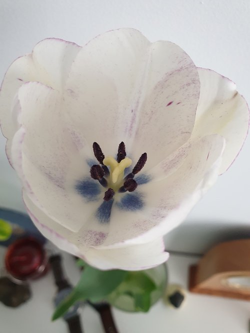 tulip  flower  white