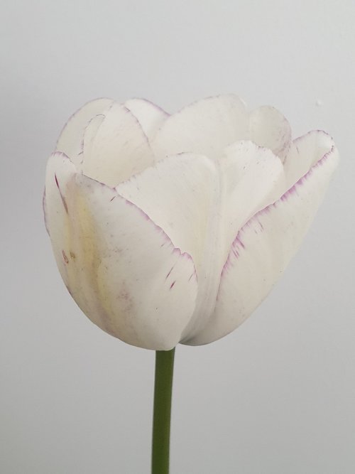 tulip  flower  white