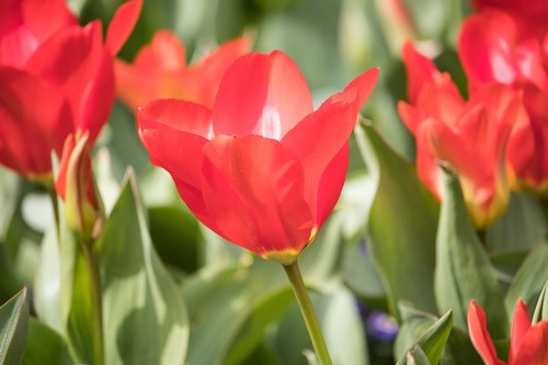 tulip  flower  ornamental plant