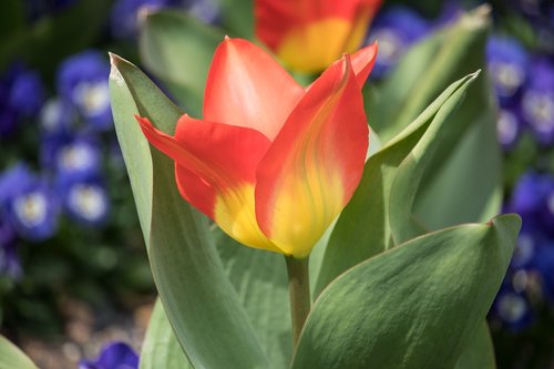 tulip  flower  ornamental plant