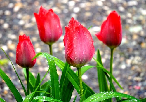 tulip  blossom  bloom