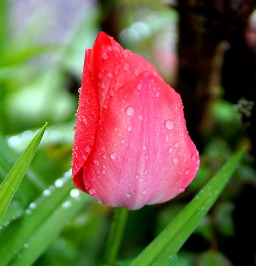 tulip  blossom  bloom