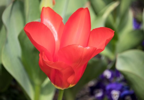 tulip  flower  plant