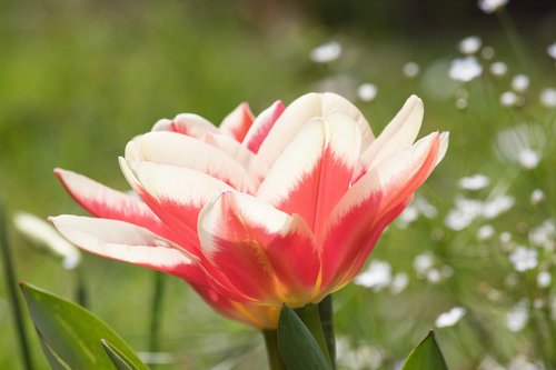 tulip  flower  plant