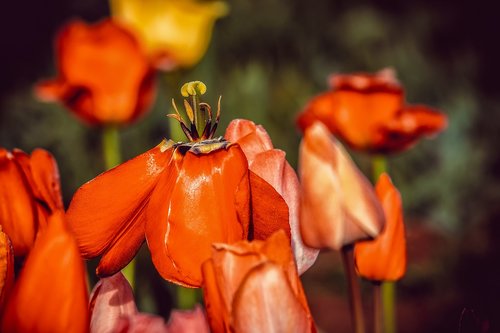 tulip  faded  flower