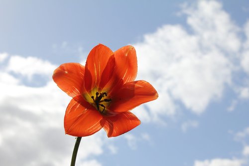 tulip  flower  spring