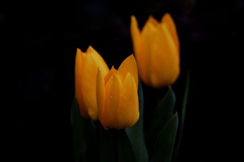 tulip  yellow  garden