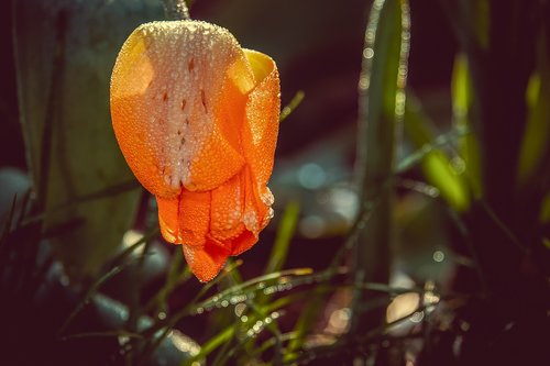 tulip  closed  flower