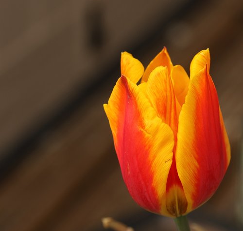 tulip  plant  flower