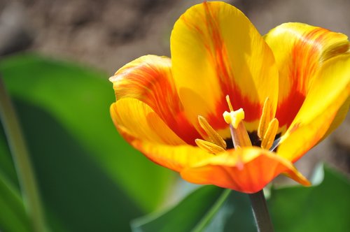 tulip  flower  orange