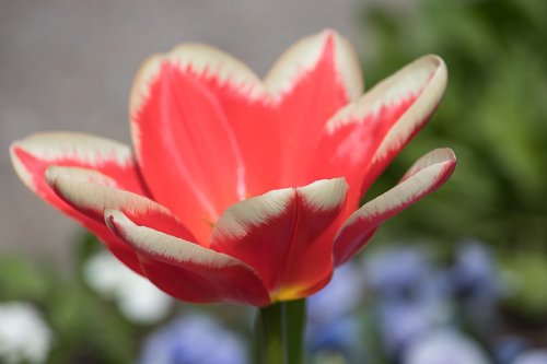 tulip  flower  plant