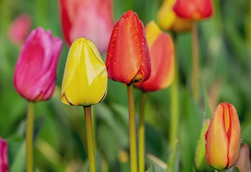 tulip  closed  flower