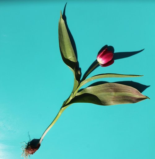 tulip  flower  stem