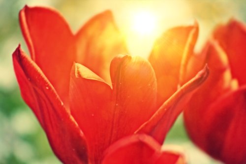 tulip  red flower  flowers