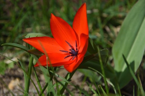 tulip  spring  red