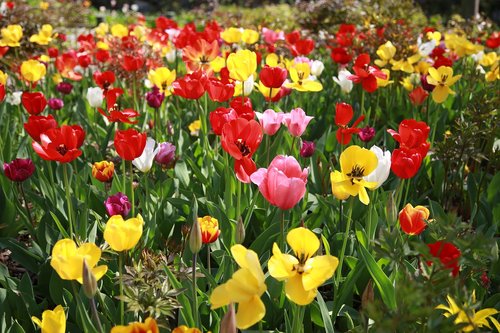 tulip  garden  nature